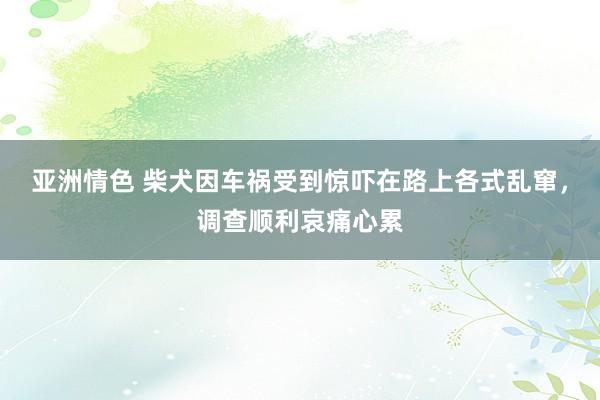 亚洲情色 柴犬因车祸受到惊吓在路上各式乱窜，调查顺利哀痛心累